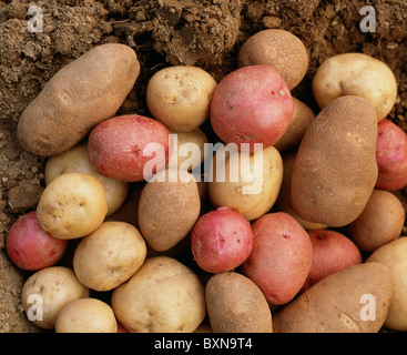 KARTOFFELN (SOLANUM TUBEROSUM) ROTE PONTIAC, NORGOLD ROTBRAUN UND IREN SCHUSTER / STUDIO Stockfoto