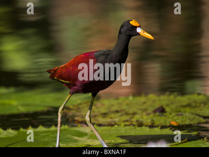 Nördlichen Jacana zu Fuß auf Seerosen Stockfoto