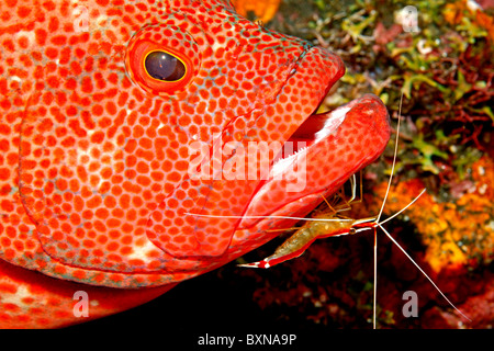 Tomate Kabeljau oder Tomate Grouper, Cephalopholis sonnerati, gereinigt durch eine Putzergarnelen, Lysmata amboinensis, Stockfoto