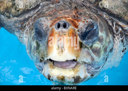 Green Sea Turtle, Chelonia Mydas, Projeto Tamar, Florianopolis, Santa Catarina, Brasilien Stockfoto
