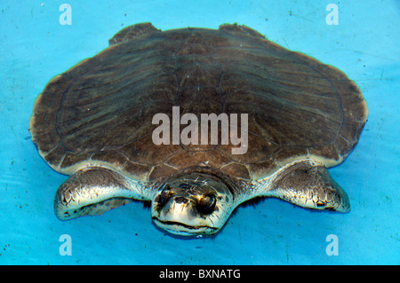 Olive Ridley Turtle, Lepidochelys Olivacea Projeto Tamar, Florianopolis, Santa Catarina, Brasilien Stockfoto