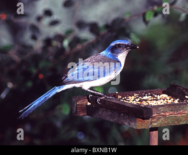 Scrub Jay, Aphelocoma Coerulescens auf Hinterhof Futterhäuschen. San Francisco, Kalifornien. USA Stockfoto