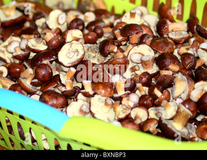 Viele Pilze im Korb Stockfoto