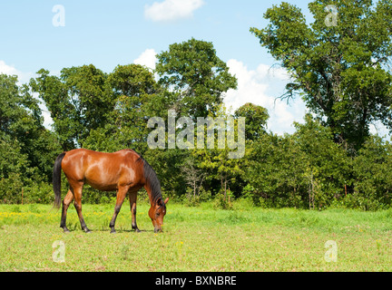 Glänzende Bucht arabische Pferde weiden auf einem strahlend sonnigen Sommertag Stockfoto