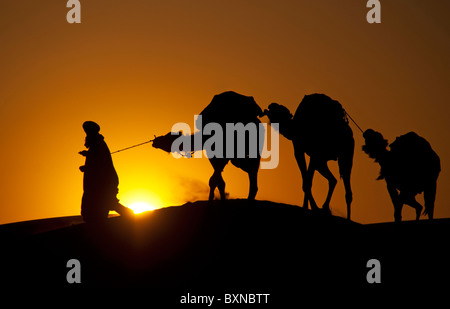 Kamele bei Sonnenuntergang in Sahara-Sand-Dünen von Erg Chebbi in Marokko Stockfoto