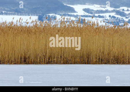 Schilfgürtel in der gefrorenen littoral Zone des winterlichen Neuenburgersee in der Nähe von Yverdon-Les-Bains, Kanton Waadt, Schweiz Stockfoto