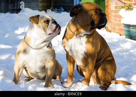 Eine britische Bulldogge suchen auf der linken Seite saß im Schnee Stockfoto