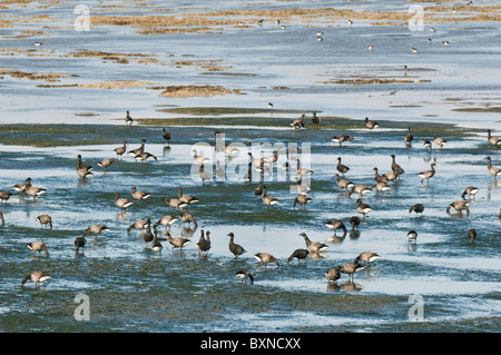 Brent Goose (Branta Bernicla). Herde, die Fütterung im Wattenmeer, The Swale Mündung, North Kent Sumpfgebiete, Kent, England. Stockfoto