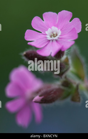 Red Campion (Silene Dioica), Blumen. Kent, England. Stockfoto