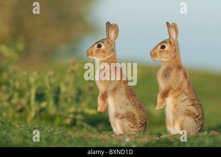Europäischen Kaninchen (Oryctolagus Cuniculus). Zwei junge Warnung in der Abend Sonne, North Kent Sumpfgebiete, Kent, England. Stockfoto