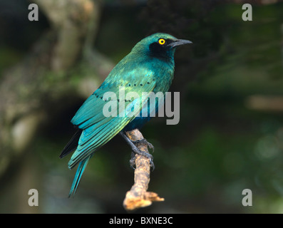 Mehr blau-eared Starling Glanzstare Chalybaeus Welt der Vögel Kapstadt Südafrika gefangen Stockfoto