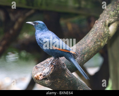 Red-Winged Starling Onychognathus Morio Welt der Vögel Kapstadt Südafrika gefangen Stockfoto