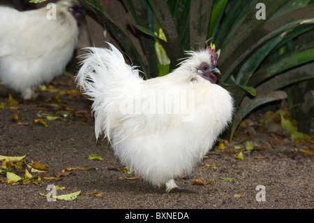 Weiße Silkie Bantam Welt der Vögel in Kapstadt Südafrika Gefangenschaft Stockfoto