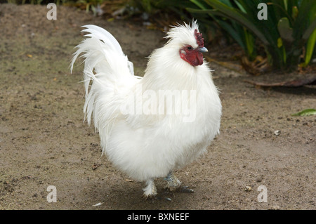 Weiße Silkie Bantam Welt der Vögel in Kapstadt Südafrika Gefangenschaft Stockfoto