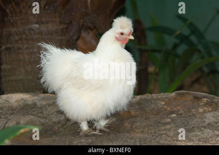 Weiße Silkie Bantam Welt der Vögel in Kapstadt Südafrika Gefangenschaft Stockfoto