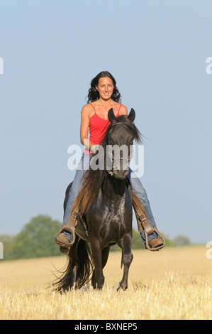 Junge Reiter auf der Rückseite des Paso Fino Pferd im Galopp in einem Stoppelfeld Stockfoto