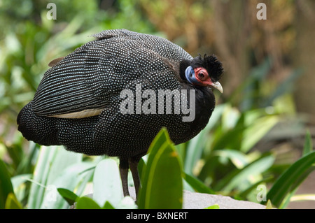 Hauben-Guineafowl Guttera Pucherani Welt der Vögel Kapstadt Südafrika gefangen Stockfoto