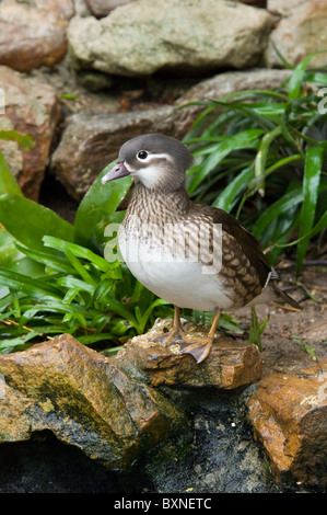 Weibliche Mandarinente Aix Galericulata Welt der Vögel Kapstadt Südafrika gefangen Stockfoto