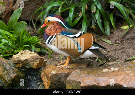 Mandarin Drake Aix Galericulata Welt der Vögel Kapstadt Südafrika gefangen Stockfoto