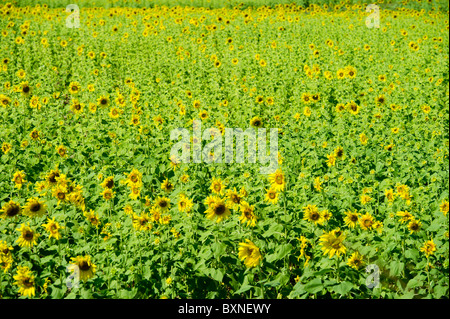 Sonnenblumen Feld in Lopburi, Thailand. Stockfoto