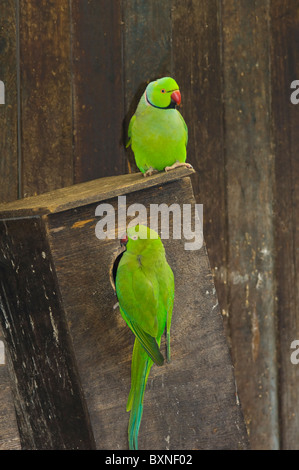 Indische Ringneck Sittich geflohen waren Manillensis Welt der Vögel Kapstadt Südafrika gefangen Stockfoto