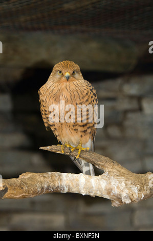 Größere Kestrel Falco Rupicoloides Welt der Vögel Kapstadt Südafrika gefangen Stockfoto