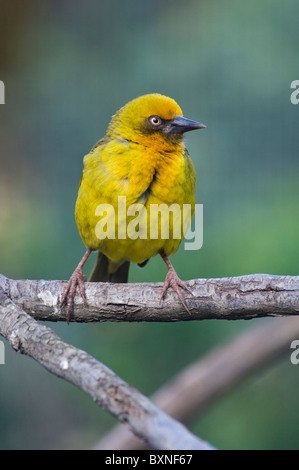 Cape Weaver (Ploceus capensis), Welt der Vögel, Kapstadt, Südafrika Stockfoto