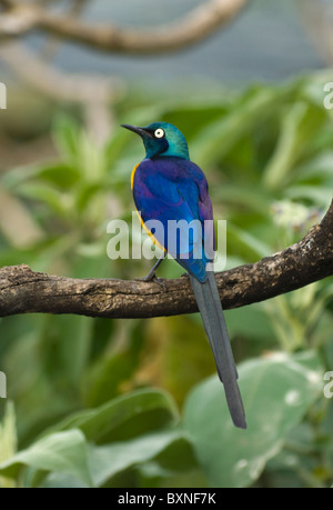 Golden-Breasted Starling (Cosmopsarus regius), Welt der Vögel, Kapstadt, Südafrika Stockfoto