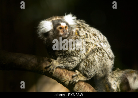 Gemeinsamen Marmoset Callithrix Jacchus Jacchus Welt der Vögel Kapstadt Südafrika gefangen Stockfoto