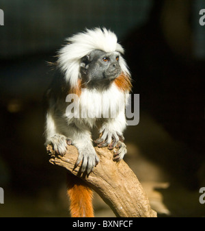 Baumwoll-Top Tamarin Saguinus Oedipus Welt der Vögel Kapstadt Südafrika gefangen Stockfoto