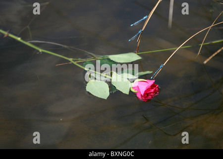 Libellen ruhen auf Schilf in der Nähe von einer roten rose liegen in einem Teich Stockfoto