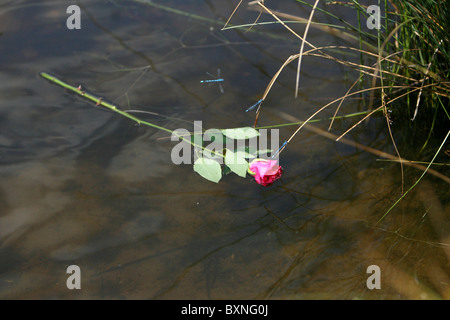 Libellen ruhen auf Schilf in der Nähe von einer roten rose liegen in einem Teich Stockfoto