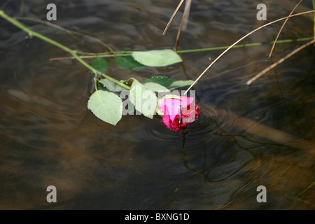 Eine Libelle sitzt auf einer roten rose liegen in einem Teich Stockfoto