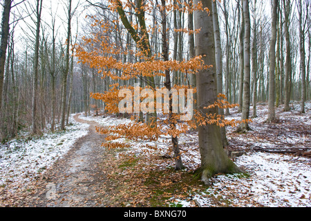 Buche Blätter ändern ihre Farbe in der Wintersaison. Stockfoto