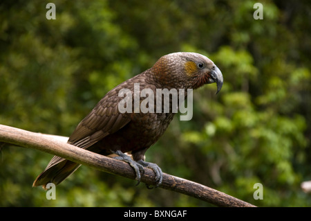 Kaka oder Nestor Meridionalis Fütterung an die National Wildlife Center Mount Bruce in Neuseeland Stockfoto