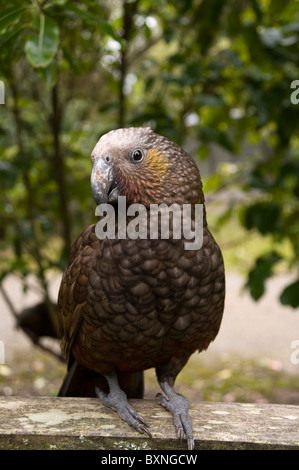 Kaka oder Nestor Meridionalis Fütterung an die National Wildlife Center Mount Bruce in Neuseeland Stockfoto