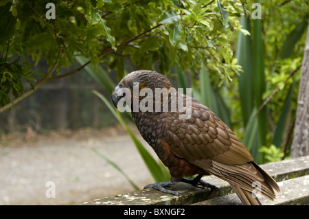 Kaka oder Nestor Meridionalis Fütterung an die National Wildlife Center Mount Bruce in Neuseeland Stockfoto