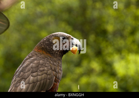 Kaka oder Nestor Meridionalis Fütterung an die National Wildlife Center Mount Bruce in Neuseeland Stockfoto