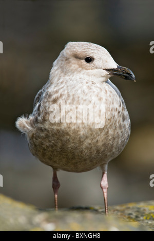 Juvenile Silbermöwe Stockfoto