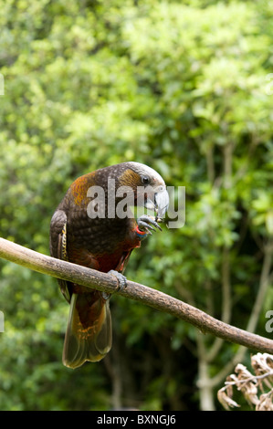 Kaka oder Nestor Meridionalis Fütterung an die National Wildlife Center Mount Bruce in Neuseeland Stockfoto