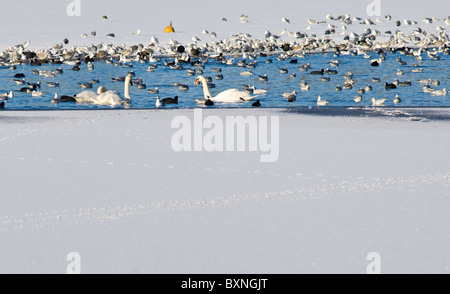 Höckerschwäne, Enten, Blässhühner und Möwen, die in einem See schwimmen, dass so nicht gefroren. Stockfoto