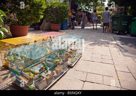 Kowloon, Hong Kong Vogel Garten an der Yuen Po Street, sehen die Vögel im Käfig bereit zum Verkauf oder zeigen Stockfoto