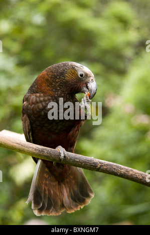 Kaka oder Nestor Meridionalis Fütterung an die National Wildlife Center Mount Bruce in Neuseeland Stockfoto