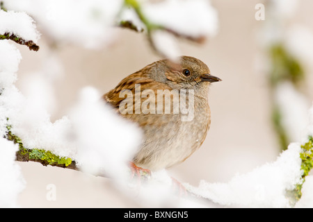 Heckenbraunelle thront in schneebedeckten Zweigen Stockfoto