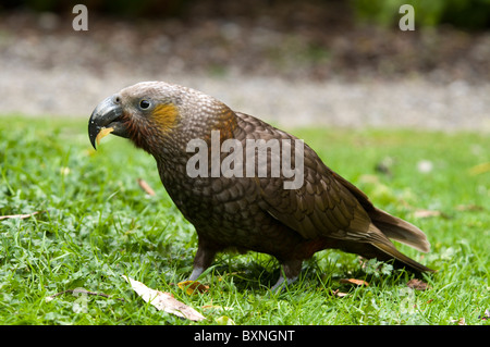 Kaka oder Nestor Meridionalis Fütterung an die National Wildlife Center Mount Bruce in Neuseeland Stockfoto