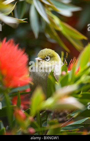 Pazifik Pohutukawa Baum gehockt Stockfoto