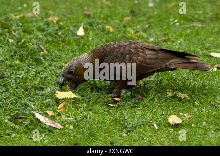 Kaka oder Nestor Meridionalis Fütterung an die National Wildlife Center Mount Bruce in Neuseeland Stockfoto