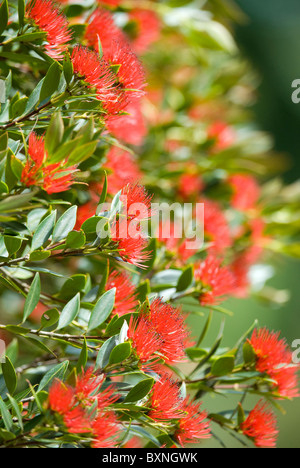 Pazifik Pohutukawa Baum gehockt Stockfoto