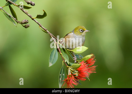 Pazifik Pohutukawa Baum gehockt Stockfoto