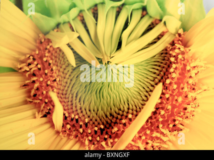 Sonnenblume Entfaltung Stockfoto